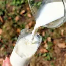 В Санкт-Петербурге выявлено предприятие-фантом, осуществлявшее оборот молочной продукции неизвестного происхождения