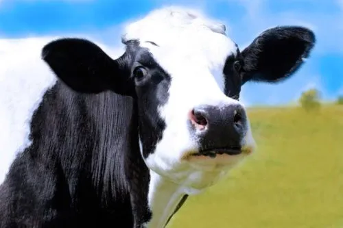 фотография продукта Сырое Коровье Молоко Высшего Сорта